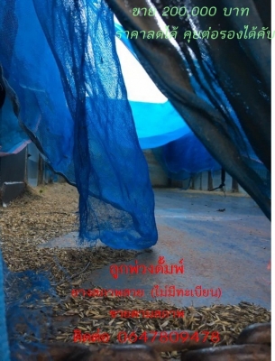 -ขายแล้ว-