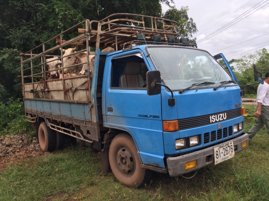 Isuzu TLD 85แรง วางหัวNKR หัวยกได้ เบ่มพร้อมโอน