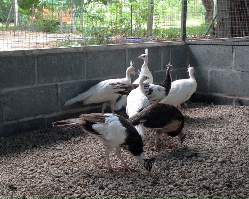 ขายนกยูงอายุ4เดือน สีขาย3500 สีด่าง 3000 0816278866