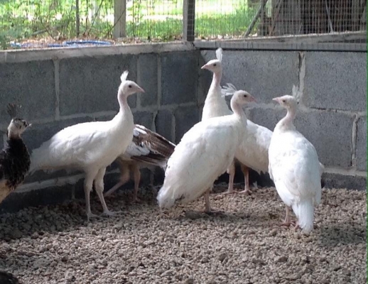 ขายนกยูงอายุ4เดือน สีขาย3500 สีด่าง 3000 0816278866