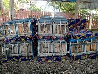 ขายเบาะกำมะหยี่รถบัสแอร์  สภาพดีมือ2  ราคาถูก ขายเบาะกำมะหยี่รถบัสแอร์  สภาพดีมือ2  ราคาถูก