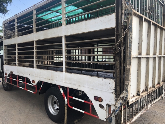 ขายรถ6ล้อNPR150แรงยูโร3จดปี58กระบะเหล็กยาว5เมตรพร้อมคอกหมูและลิฟท์ท้าย