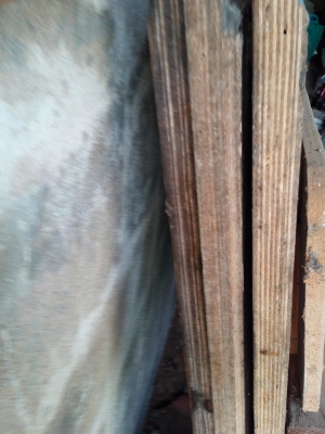 ขายเหมาไม้สนนอก ลดเหลือ 2,000 ราคานี้ถึง 9 กย.เท่านั้น ด่วน!