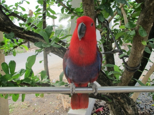 ขายอิเล็คตัส 1 คู่ เชื่องสนิท ขายอิเล็คตัส 1 คู่ เชื่องสนิท