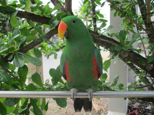 ขายอิเล็คตัส 1 คู่ เชื่องสนิท ขายอิเล็คตัส 1 คู่ เชื่องสนิท