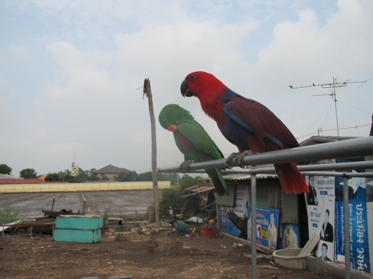 ขายอิเล็คตัส 1 คู่ เชื่องสนิท ขายอิเล็คตัส 1 คู่ เชื่องสนิท