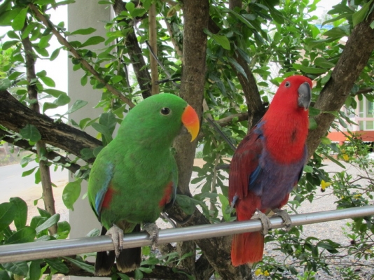 ขายอิเล็คตัส 1 คู่ เชื่องสนิท