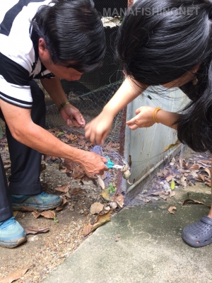 #ตาข่ายเอ็นใส&mdash;สูง 1 เมตร วางล้อมกันงู