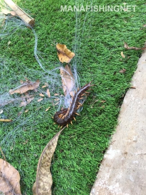 #ตาข่ายเอ็นใส&mdash;สูง 1 เมตร วางล้อมกันงู