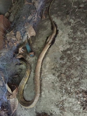 #ตาข่ายเอ็นใส&mdash;สูง 1 เมตร วางล้อมกันงู