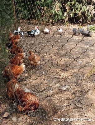 ตาข่ายล้อมรั้วเกรด Aเส้นหนา สินค้ใหม่ทอโรงงาน