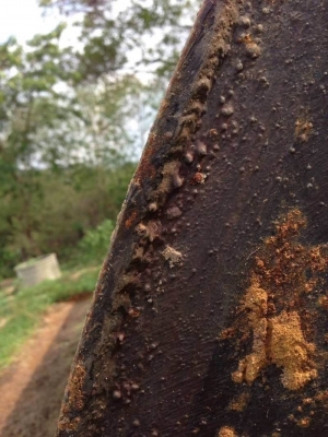 เหลือ 3 ถัง ถังละ 49,000 บาท ถังน้ำมันขนาด 20,000 ลิตร ยาว 6.2 เมตร สูง 2.1 เมตร (เพิ่งเอาขึ้นมาจากพื้นดิน ปั้ม ปตท .สกลนคร) รถอยู่ สกลนคร โทร 0610710295 สนใจ รายการสินค้า อื่นๆ ที่ เว็ปไชค์ Truck2Hand https://www.truck2hand.com/index.php?actions=con เหลือ 3 ถัง ถังละ 49,000 บาท ถังน้ำมันขนาด 20,000 ลิตร ยาว 6.2 เมตร สูง 2.1 เมตร (เพิ่งเอาขึ้นมาจากพื้นดิน ปั้ม ปตท .สกลนคร) รถอยู่ สกลนคร โทร 0610710295 สนใจ รายการสินค้า อื่นๆ ที่ เว็ปไชค์ Truck2Hand https://www.truck2hand.com/index.php?actions=con