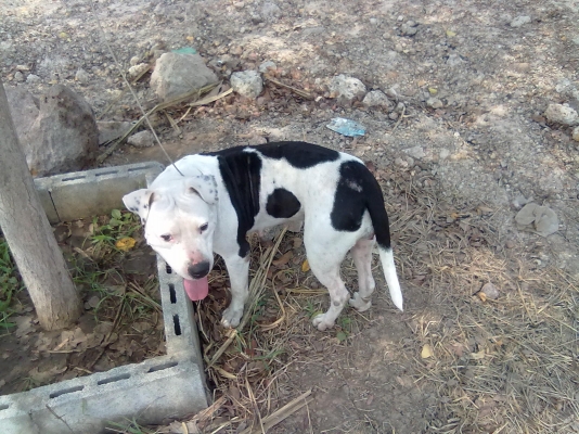 ขอขายแม่พันธุ์พิทบูลซักตัวนะครับ