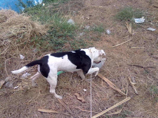 ขอขายแม่พันธุ์พิทบูลซักตัวนะครับ