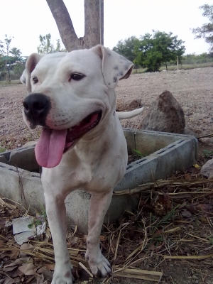 ขอขายแม่พันธุ์พิทบูลซักตัวนะครับ