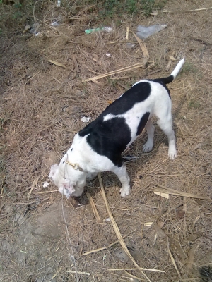 ขอขายแม่พันธุ์พิทบูลซักตัวนะครับ