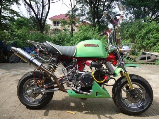 ขายกอลิล่า ญี่ปุ่น สภาพประกวด ราคา 33000 ต่อลองได้ ด่วน