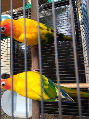 ขายชันคอนัว พายที่ปีก ทั้งคู่ สวยพิเศษมีใบเช็คนกอายุ2ปีกว่า สมบูรณ์ พร้อมขยายพันธ์