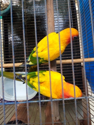 ขายชันคอนัว พายที่ปีก ทั้งคู่ สวยพิเศษมีใบเช็คนกอายุ2ปีกว่า สมบูรณ์ พร้อมขยายพันธ์