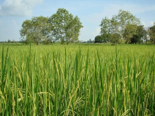 หารถเกี่ยวอุ้ม 1-2คัน มาลงงานที่ อ.พยุห์ จ.ศรีสะเกษ หลายพันไร่