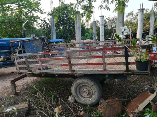 ขายสาลี่พร้อมใช้งาน ขายสาลี่พร้อมใช้งาน