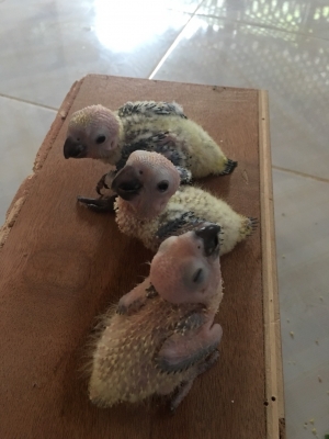 ขายลูกชันคอนัวร์ ตัวละ2000บาท 0956588866