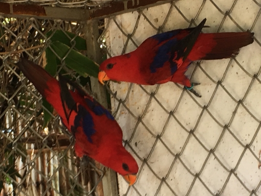 เรดโนรี นกสีแห่งโชคลาภ คู่ละ 25000 สวยมาก 0956588866