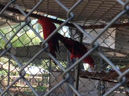 เรดโนรี นกสีแห่งโชคลาภ คู่ละ 25000 สวยมาก 0956588866 เรดโนรี นกสีแห่งโชคลาภ คู่ละ 25000 สวยมาก 0956588866