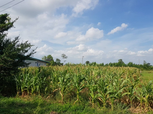 ขายที่ดินเปล่า ขายที่ดินเปล่า