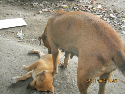 แจกลูกสุนัขและจำหน่ายสุนัข พันธ์ไทย***ฟรี***