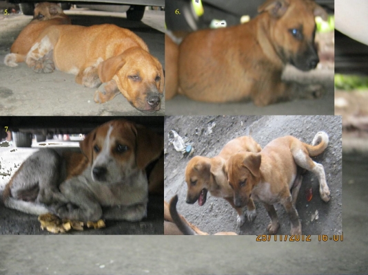 แจกลูกสุนัขและจำหน่ายสุนัข พันธ์ไทย***ฟรี***