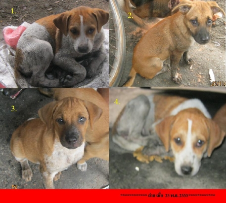 แจกลูกสุนัขและจำหน่ายสุนัข พันธ์ไทย***ฟรี***