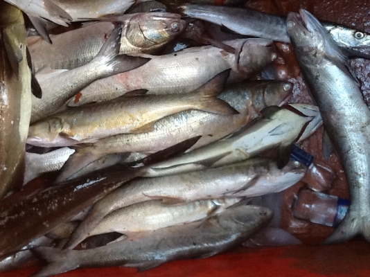 ขายเรือ