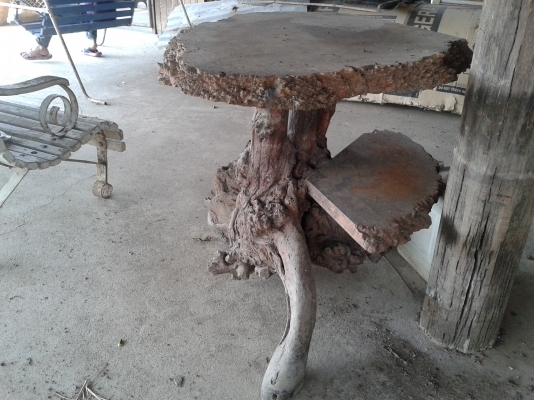 โต๊ะ รากไม้  ปุ๋มไม้ มะค่า ความเก่าไม่ต่ำกว่า 200 ปี