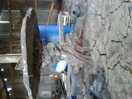 โต๊ะ รากไม้  ปุ๋มไม้ มะค่า ความเก่าไม่ต่ำกว่า 200 ปี