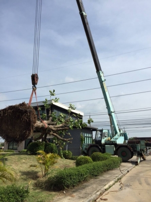 ขายรถเครน TANADO 20 ตัน ราคา 850000 ขายรถเครน TANADO 20 ตัน ราคา 850000