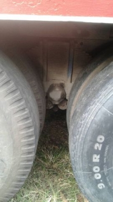 ขายหัวยาว เครื่อง 6BD 1  165 แรง  รถสวยๆตามภาพ เจ้าของขายเอง  ราคา  200,000 บาท ขายหัวยาว เครื่อง 6BD 1  165 แรง  รถสวยๆตามภาพ เจ้าของขายเอง  ราคา  200,000 บาท