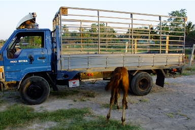 ขายโตโยต้า 115 แรง เอกสานพร้อมโอน