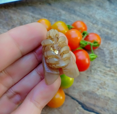 งานแกะสลักด้วยฝีมือช่างพื้นบ้าน แกะเป็นแมลงภู่คำ แกะสลักจากเขาควายเผือก แกะสลักตัวใหญ่ๆมีเสียง