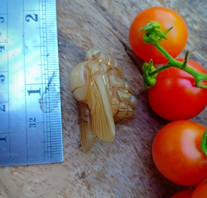 งานแกะสลักด้วยฝีมือช่างพื้นบ้าน แกะเป็นแมลงภู่คำ แกะสลักจากเขาควายเผือก แกะสลักตัวใหญ่ๆมีเสียง