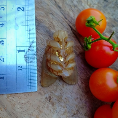 งานแกะสลักด้วยฝีมือช่างพื้นบ้าน แกะเป็นแมลงภู่คำ แกะสลักจากเขาควายเผือก แกะสลักตัวใหญ่ๆมีเสียง