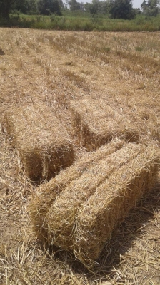 ขายรถอัดฟาง KMT ครับรถอัดฟางบล๊อคใหญ่ก้อนโตๆแน่นๆ  จบๆไปรับจ้างไม่มีคำครหา รถสภาพดีพร้อมใช้ ขาย180,000 มาดูมาต่อรองที่รถเลยครับ เจ้าของขายเอง 095-250-2470 รถอยู่อุบลฯฯ อ.เขื่องใน มีคริปตอนทำงานครับ สนใจดูทักแชตครับ