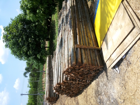 ขายถูก...สวนเอง..ซื้อ ขายปลีก-ส่ง ไม้เข็มยูคา ราคาย่อมเยา