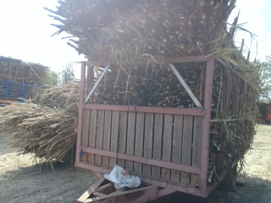 ขายสาลี่ลากอ้อย สภาพพร้อมใช้งาน ขายสาลี่ลากอ้อย สภาพพร้อมใช้งาน