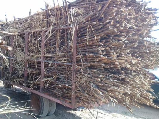 ขายสาลี่ลากอ้อย สภาพพร้อมใช้งาน ขายสาลี่ลากอ้อย สภาพพร้อมใช้งาน