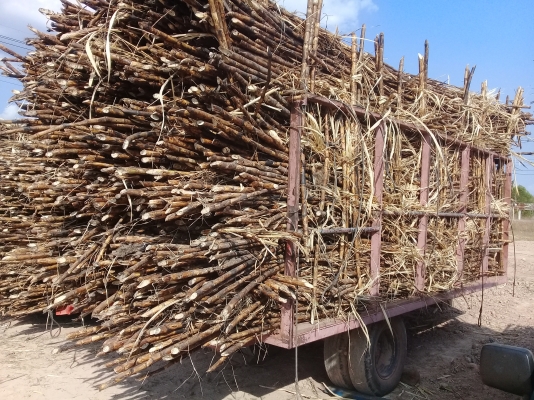 ขายสาลี่ลากอ้อย สภาพพร้อมใช้งาน ขายสาลี่ลากอ้อย สภาพพร้อมใช้งาน