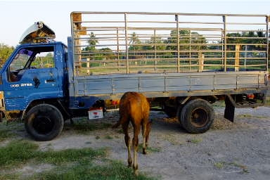 ขายหกล้อโตโยต้า ได้น่า 115 แรง รถห้างแท้