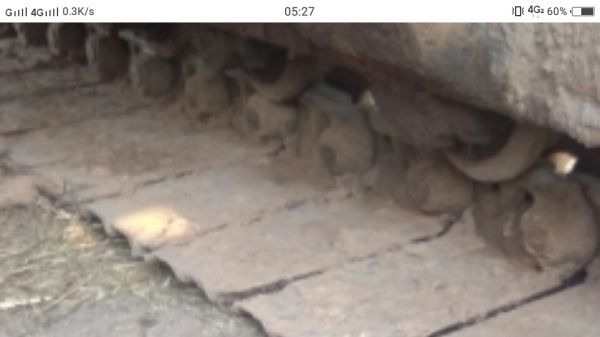 PC.  100-2   มีลายแย็ก. แถมหัวแย็กให้ด้วย ซื้อเก่าญีนมาหนึ่งแสนสองหมืน ยังไม่ได้ใช้เลยบุ้งกีี้1ลูก