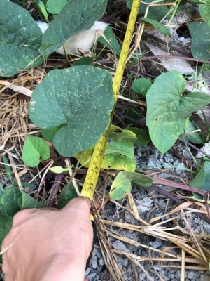 ขาย 125,000 เปลือกหนามรถบด 2 แผ่น เดิมเคยอยู่กับ Dynapac CA25 สภาพสวยพร้อมใช้ รถอยู่ นครปฐม 090-772-3710 090-772-3708 ขาย 125,000 เปลือกหนามรถบด 2 แผ่น เดิมเคยอยู่กับ Dynapac CA25 สภาพสวยพร้อมใช้ รถอยู่ นครปฐม 090-772-3710 090-772-3708