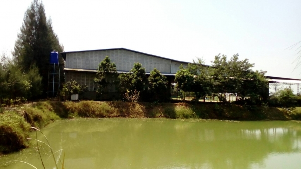 ขายโรงงาน ผลิตเชื้อเพลิงชีวมวลอัดแท่าง wood pellet